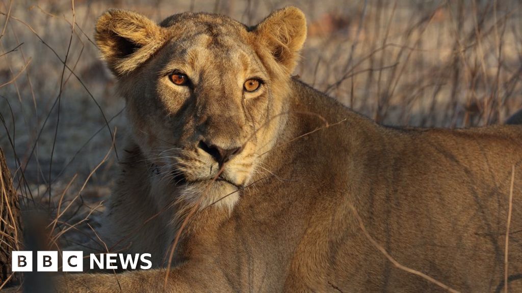 Indian zoo ordered to change lions’ 'blasphemous' names – Consumers